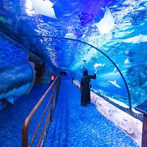 Dubai Aquarium & Underwater Zoo Tickets