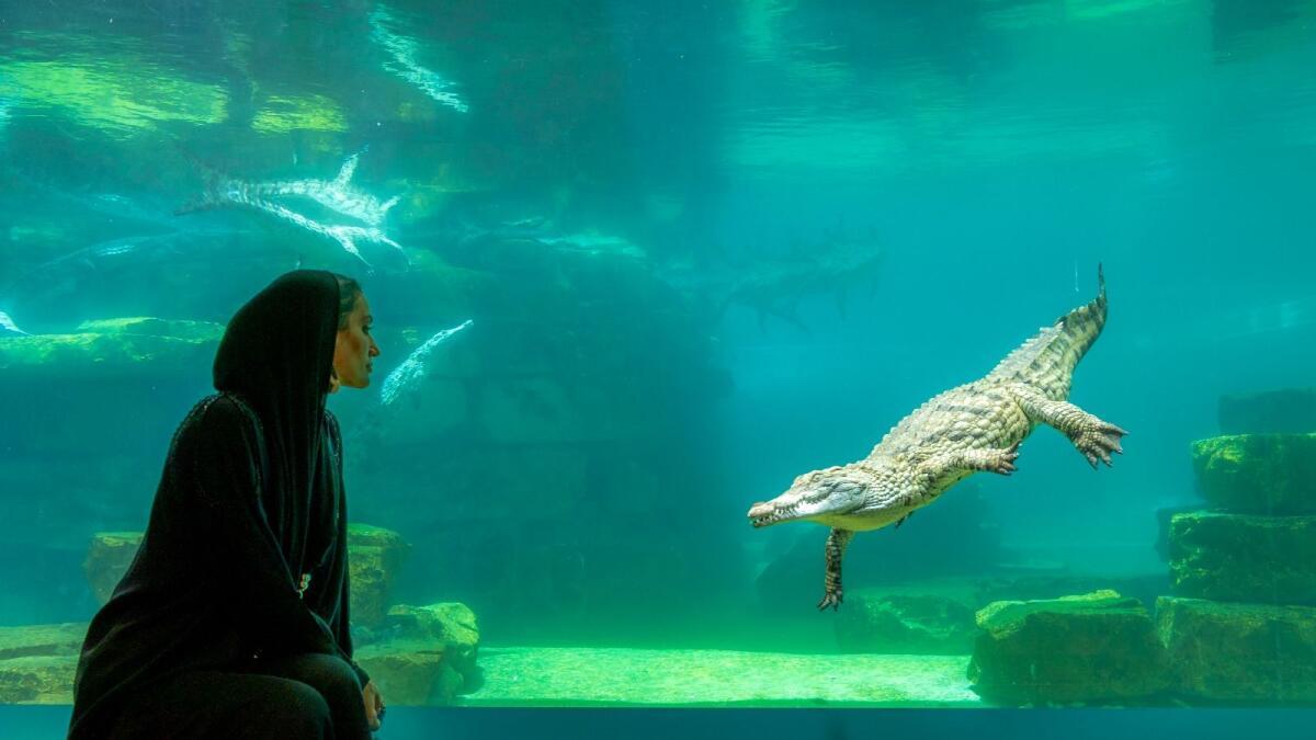 Dubai Crocodile Park