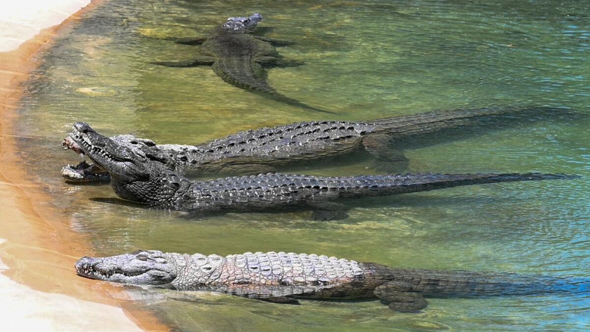 Dubai Crocodile Park