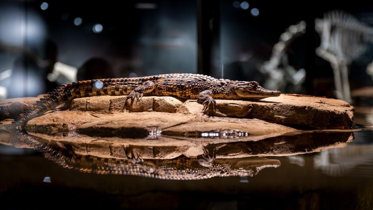 Dubai Crocodile Park