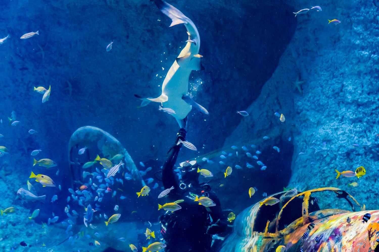 National Aquarium Abu Dhabi Tickets
