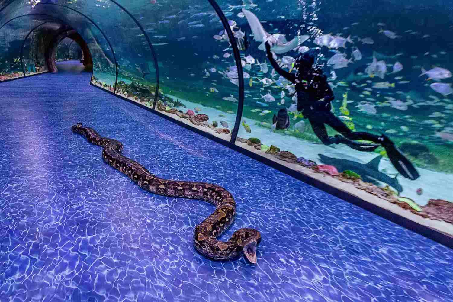 National Aquarium Abu Dhabi Tickets