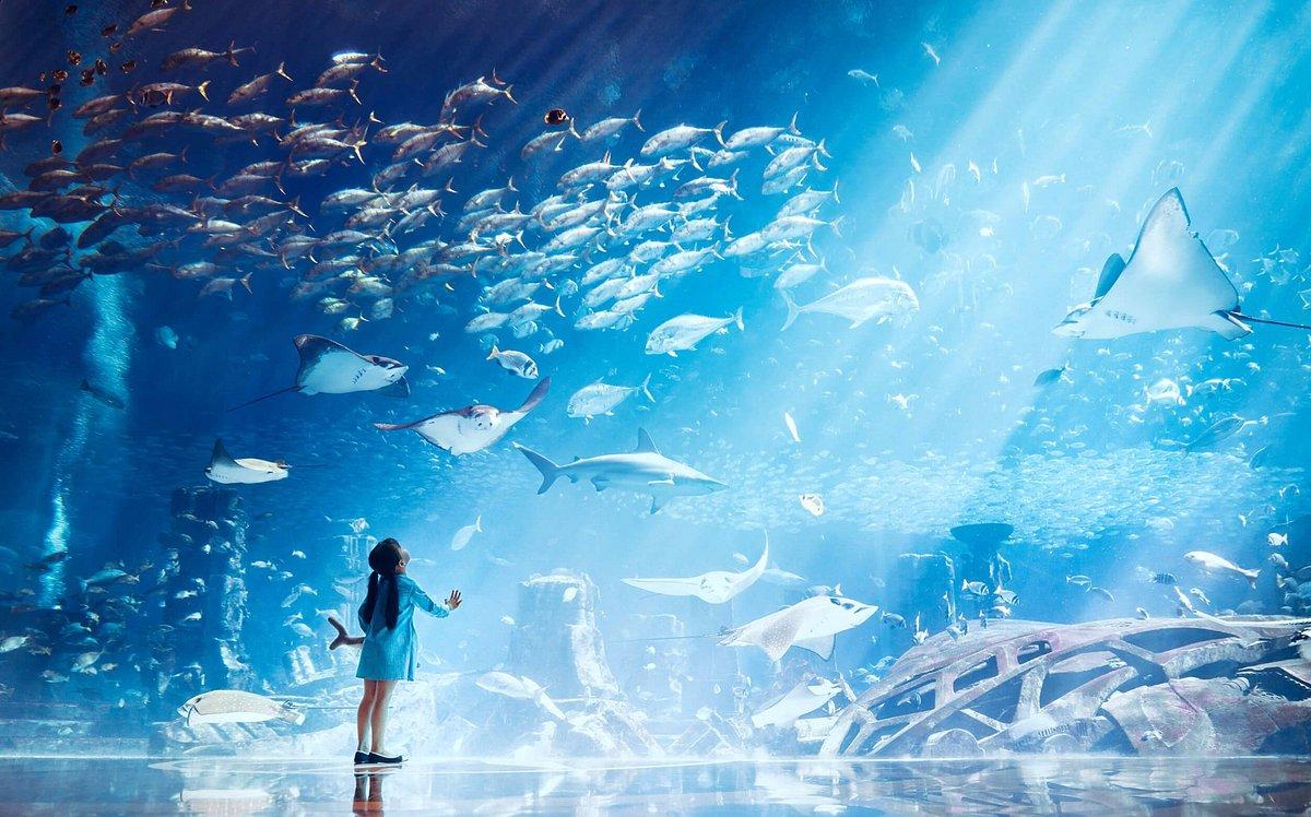 Dubai Aquarium & Underwater Zoo Tickets